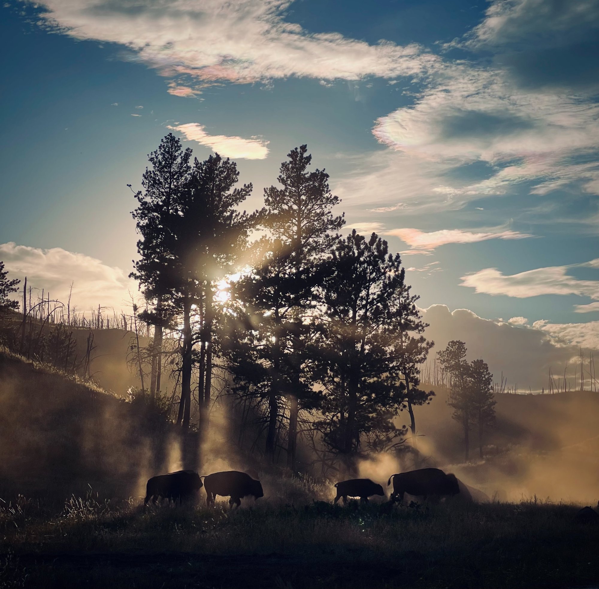 Bison at Custer State Park, SD